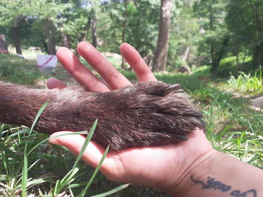 La Patte dans la Main – Logo